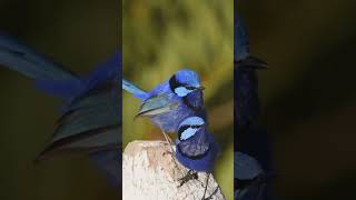 Australias Gem  The Splendid Fairywren in Action [upl. by Ahsauqal837]