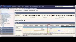 Looking at the Region of the LCT Gene [upl. by Liagaba720]