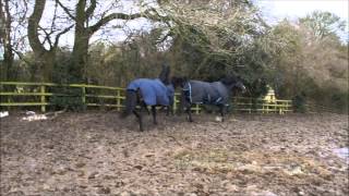 Household Cavalry horses enjoying their retirement [upl. by Ssenav]