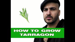 Growing Tarragon  Uses and Health Benefits [upl. by Ahsemak]