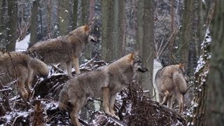 Wölfe Augen Reflexion Leuchtende Augen Tiere  Wolfcenter  by schuhplus Dörverden [upl. by Westleigh537]