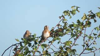 European Goldfinch Carduelis carduelis Landtong Rozenburg ZH the Netherlands 5 Oct 2024 11 [upl. by Matusow564]