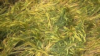 Crop circle at Chilcomb Down near Winchester Hampshire June 2014 [upl. by Armillia803]