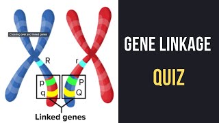 Gene linkage [upl. by Atinrahc]