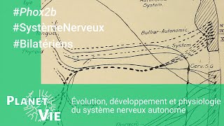 Évolution développement et physiologie du système nerveux autonome [upl. by Atteuqaj]