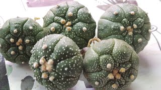 Astrophytum Kikko  Turtle Shell [upl. by Anaibaf]