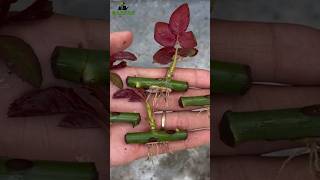 How to grow rose from cuttings best result of rose cutting growroses garden garden [upl. by Anialam520]