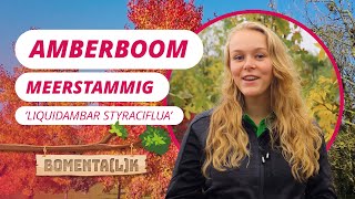 De meerstammige amberboom  BOMENTALK 119 [upl. by Llyrat]