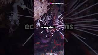 Echinodermata The Spiny Wonders of the Ocean [upl. by Naryt]