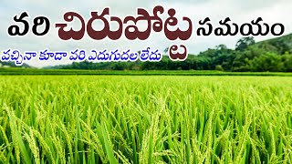 చిరు పొట్ట సమయం వచ్చినా కూడా వరి ఎదుగుదల లేదు  paddy growth promoter in telugu [upl. by Darcie777]