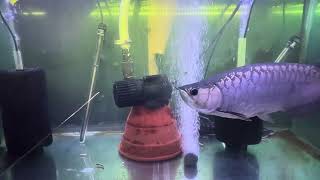 BLUE BASE CROSSBACK ASIAN AROWANA [upl. by Marlin]