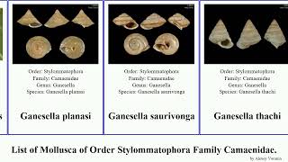 List of Mollusca of Order Stylommatophora Family Camaenidae amphidromus papuina aegista ganesella [upl. by Onaicnop]