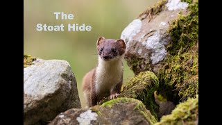 The Stoat Hide [upl. by Elleirua377]