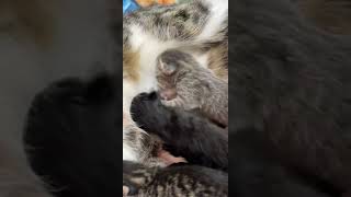 Two Kittens Fight to Drink Milk From Same Spot  1516613 [upl. by Karolina]