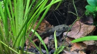 Parotocinclus cearensis maculicauda [upl. by Enelav]