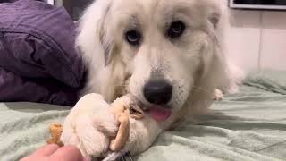 セレネと羊を奪い合い♪セレネちゃん日記グレートピレネーズ greatpyrenees グレートピレニーズ [upl. by Skiba]