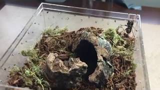 C Cyaneopubescens  MAKING ENCLOSURE AND REHOUSING SLING [upl. by Aennyl]