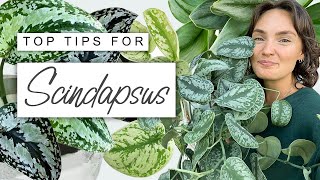 How To Make Your Scindapsus Flourish 🌿 TOP TIPS For Scindapsus Pictus [upl. by Yenaj487]