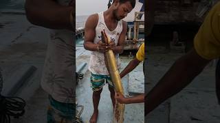 समुद्राच्या तळात जाळी लावून पकडली पिवळी वाम Deep sea VAM fishing vam boat fishing india [upl. by Binni]