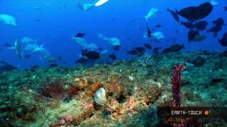 Natures wonders Coral reefs in HD [upl. by Pigeon]