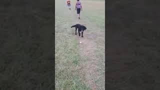 Cute Dog on Coulsdon Common [upl. by Ateerys]