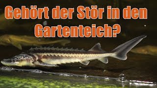 Störe im Koi oder Gartenteich Blog 32 [upl. by Anilram413]