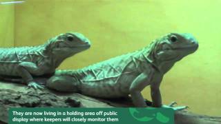 Rhino Iguana Hatchlings [upl. by Battista]