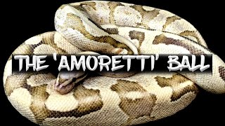 The Amoretti Ball Python [upl. by Raveaux]