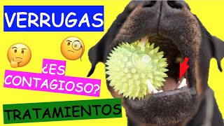 Como Eliminar Verrugas En Perros Con Remedios Caseros [upl. by Nomyad]