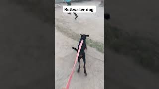 Rottwailer dog viedo 🐕🐕rotteweiler rottwelier dogs viedo 🐕🐕🐕rotwelier funnyvideos rottweiler [upl. by Davy]