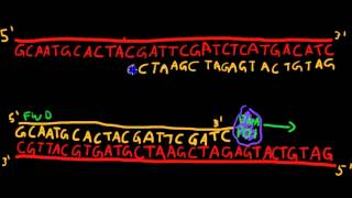 Primer Design for PCR [upl. by Anaihs]