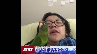 Kermit good bird conure [upl. by Asena]