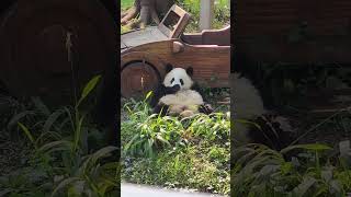 五大爷这样子，一看就知道是家大业大的主【Panda：♂灿灿Can Can】重庆动物园cute 大熊猫 panda [upl. by Dippold]