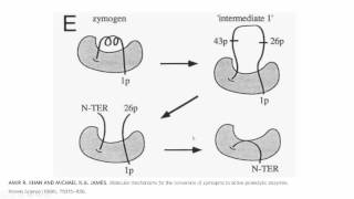 การเปลี่ยนเปปซิโนเจนเป็นเปปซิน Conversion of pepsinogen to pepsin [upl. by Nichy]