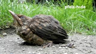 Naturdoku  Eine junge Amsel bettelt um Futter  Nikon P 100 Full HD Video [upl. by Luemas323]