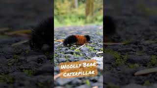 The SuperPowered Woolly Bear Caterpillar [upl. by Eecyal]