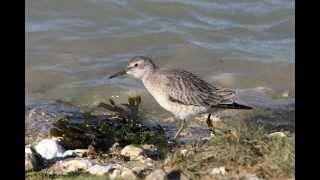 Knot Little Stint and Curlew Sandpiper [upl. by Attenat]