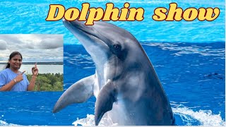 Experience the Dolphin Show Tricks Jumps and Fun [upl. by Eneryc]