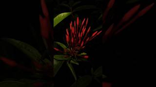 Night blooming piano music animation sky saanvika [upl. by Chrissa]