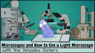 Microscopes and How to Use a Light Microscope [upl. by Neddy]