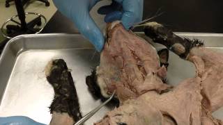 Prof Shawn Villalpando reviews cat Muscles Practical 2 HQ [upl. by Dnomaj]