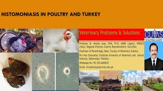 A Latest Research on Blackheads diseases or Histomoniasis in Turkeys and Poultry [upl. by Aihsatal]