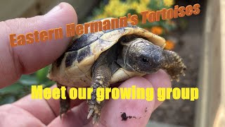 Meet our Hermanns Tortoise Group [upl. by Enitsirhc860]