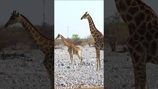 Giraffe at Etosha National Park Namibia [upl. by Yobybab]