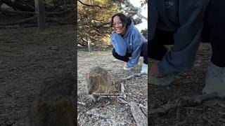 Quokkas are so cute 😭🇦🇺 [upl. by Sherwynd]