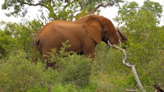 Elephant Bull taking a Mud Shower  Africa on Foot [upl. by Kimmel]