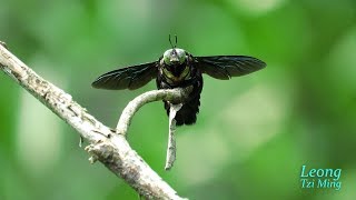 Xylocopa latipes male 20Oct2017a [upl. by Ainnet]