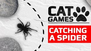 CAT GAMES  🕸️ CATCHING A SPIDER ENTERTAINMENT VIDEOS FOR CATS TO WATCH [upl. by Landry649]