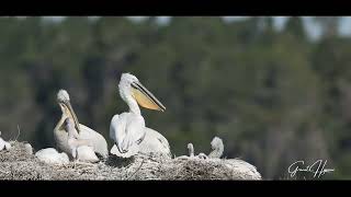 THE PELICAN in Lagoon of Karavasta [upl. by Anirdnajela]