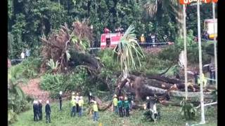 1 dead 4 injured after 40m tall Tembusu tree falls at Botanic Gardens 2 [upl. by Bobinette]